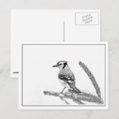 Blue Jay in Winter Briefkaart (Voorkant / Achterkant)
