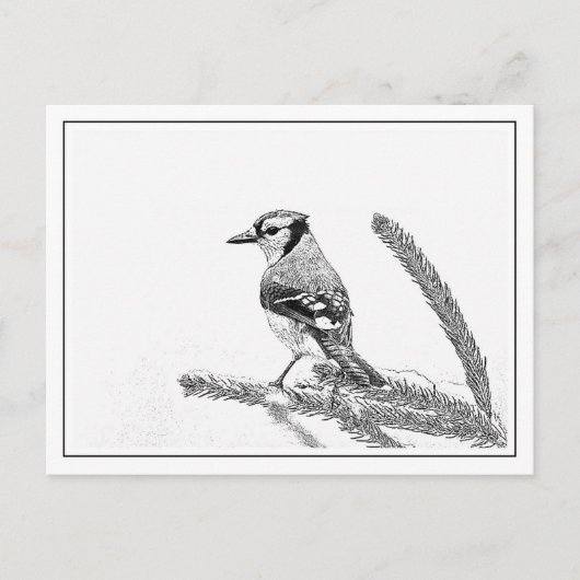 Blue Jay in Winter Briefkaart (Voorkant)