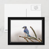 Blue Jay in Winter Briefkaart (Voorkant / Achterkant)