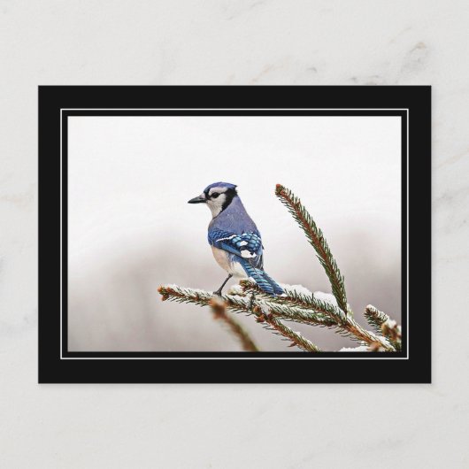 Blue Jay in Winter Briefkaart (Voorkant)