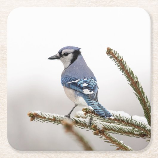 Blue Jay in Winter Kartonnen Onderzetters (Voorkant)
