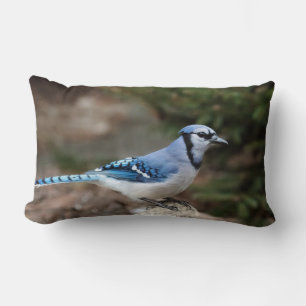 Blue Jay in Winter Kussen