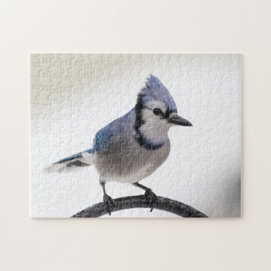 Blue Jay in Winter Legpuzzel (Horizontaal)