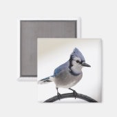 Blue Jay in Winter Magneet (Voorkant / Achterkant)