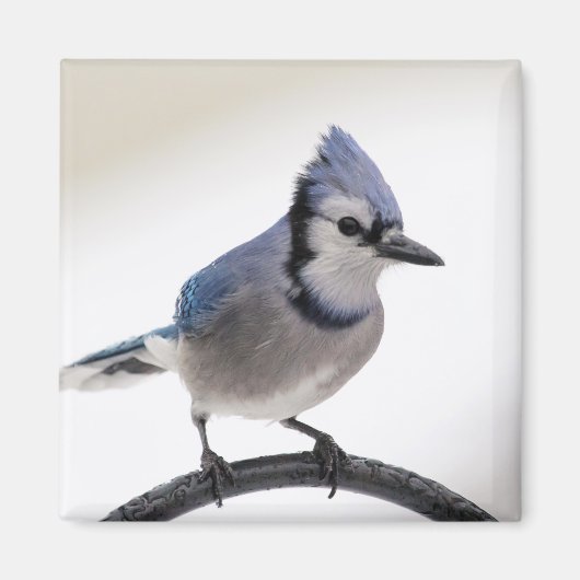 Blue Jay in Winter Magneet (Voorkant)
