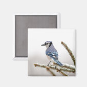 Blue Jay in Winter Magneet (Voorkant / Achterkant)