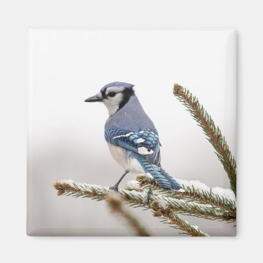 Blue Jay in Winter Magneet (Voorkant)