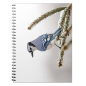 Blue Jay in Winter Notitieboek (Voorkant)