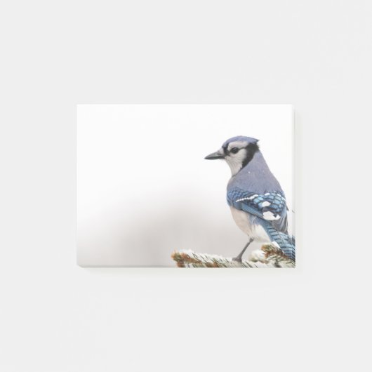 Blue Jay in Winter Post-it® Notes (Voorkant)