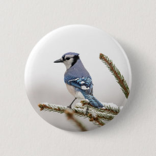 Blue Jay in Winter Ronde Button 5,7 Cm