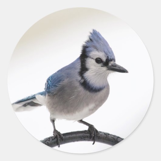 Blue Jay in Winter Ronde Sticker (Voorkant)