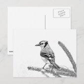 Blue Jay in Winter Sketch Briefkaart (Voorkant / Achterkant)