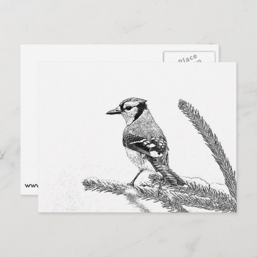 Blue Jay in Winter Sketch Briefkaart (Voorkant / Achterkant)