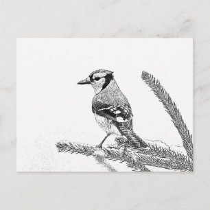 Blue Jay in Winter Sketch Briefkaart