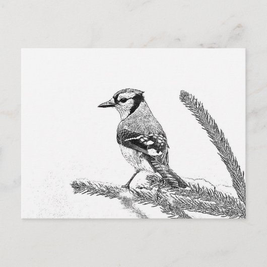 Blue Jay in Winter Sketch Briefkaart (Voorkant)