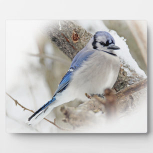 Blue Jay in Winter Snow Fotoplaat