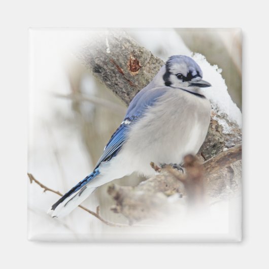 Blue Jay in Winter Snow Magneet (Voorkant)