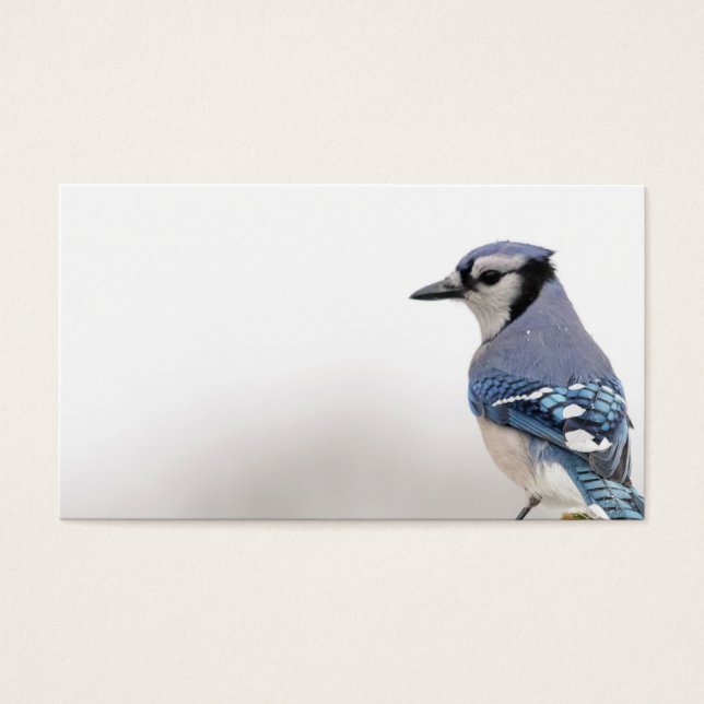 Blue Jay in Winter Visitekaartje (Voorkant)