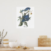 Blue Jay, John Audubon Poster (Keuken)