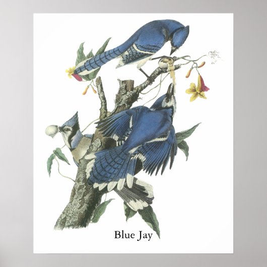 Blue Jay, John Audubon Poster (Voorkant)