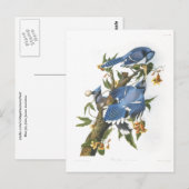 Blue Jay, John James Audubon Briefkaart (Voorkant / Achterkant)