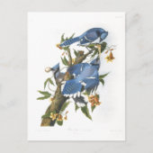 Blue Jay, John James Audubon Briefkaart (Voorkant)