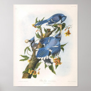 Blue Jay, John James Audubon Fine Art Poster