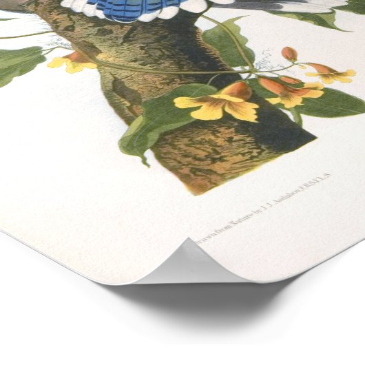 Blue Jay, John James Audubon Fine Art Poster (Hoek)