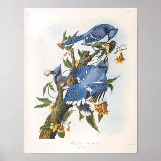 Blue Jay, John James Audubon Fine Art Poster (Voorkant)