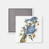 Blue Jay, John James Audubon Magneet (Voorkant / Achterkant)
