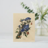 Blue Jay - John James Audubon's Birds of America Briefkaart (Staand voorkant)