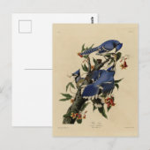 Blue Jay - John James Audubon's Birds of America Briefkaart (Voorkant / Achterkant)