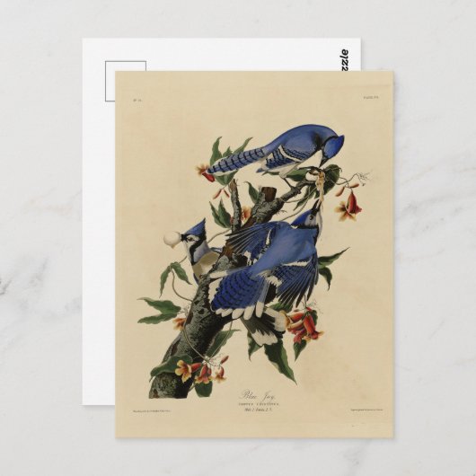 Blue Jay - John James Audubon's Birds of America Briefkaart (Voorkant / Achterkant)