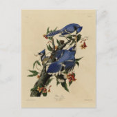 Blue Jay - John James Audubon's Birds of America Briefkaart (Voorkant)
