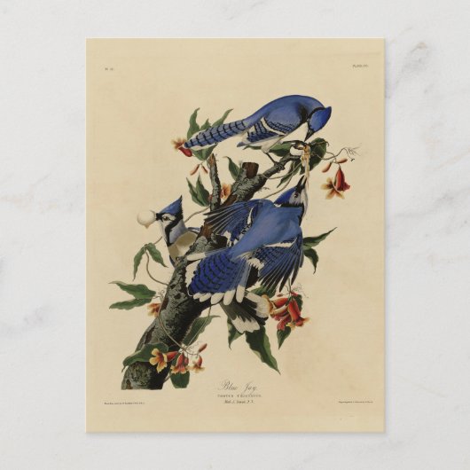 Blue Jay - John James Audubon's Birds of America Briefkaart (Voorkant)