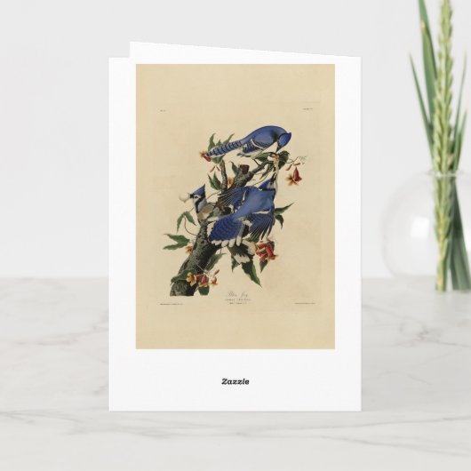 Blue Jay - John James Audubon's Birds of America Kaart (Achterkant)