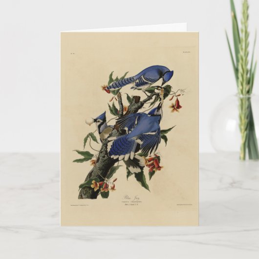 Blue Jay - John James Audubon's Birds of America Kaart (Voorkant)
