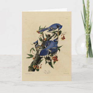Blue Jay - John James Audubon's Birds of America Kaart
