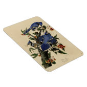Blue Jay - John James Audubon's Birds of America Magneet (Rechterzijde)