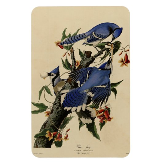 Blue Jay - John James Audubon's Birds of America Magneet (Verticaal)