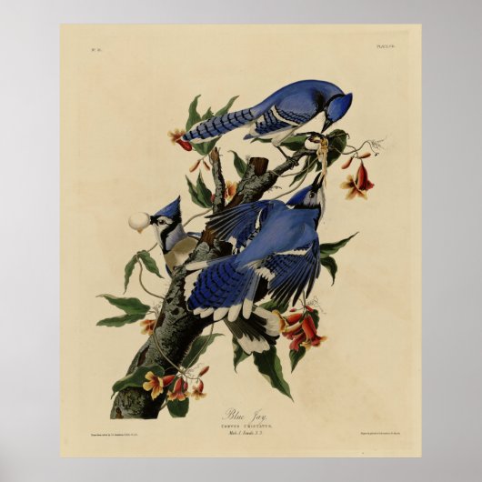 Blue Jay - John James Audubon's Birds of America Poster (Voorkant)