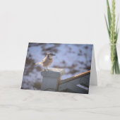 Blue Jay Kaart (Voorkant)