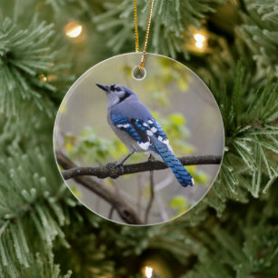 Blue Jay   Keramisch Ornament