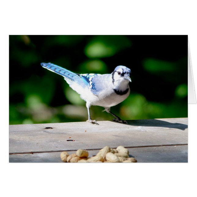 Blue Jay krijgt een pinda (Voorkant Horizontaal)