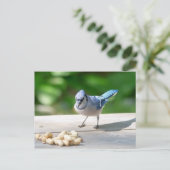 Blue Jay krijgt een pinda Briefkaart (Staand voorkant)