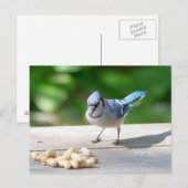 Blue Jay krijgt een pinda Briefkaart (Voorkant / Achterkant)