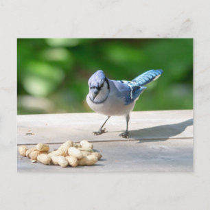 Blue Jay krijgt een pinda Briefkaart