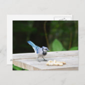 Blue Jay krijgt een pinda Briefkaart (Voorkant / Achterkant)