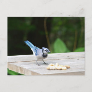 Blue Jay krijgt een pinda Briefkaart