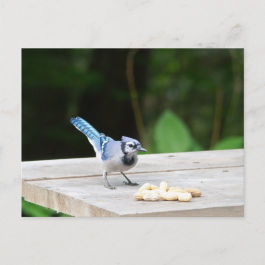 Blue Jay krijgt een pinda Briefkaart (Voorkant)